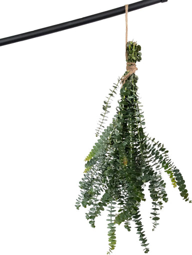 Fresh Baby Eucalyptus