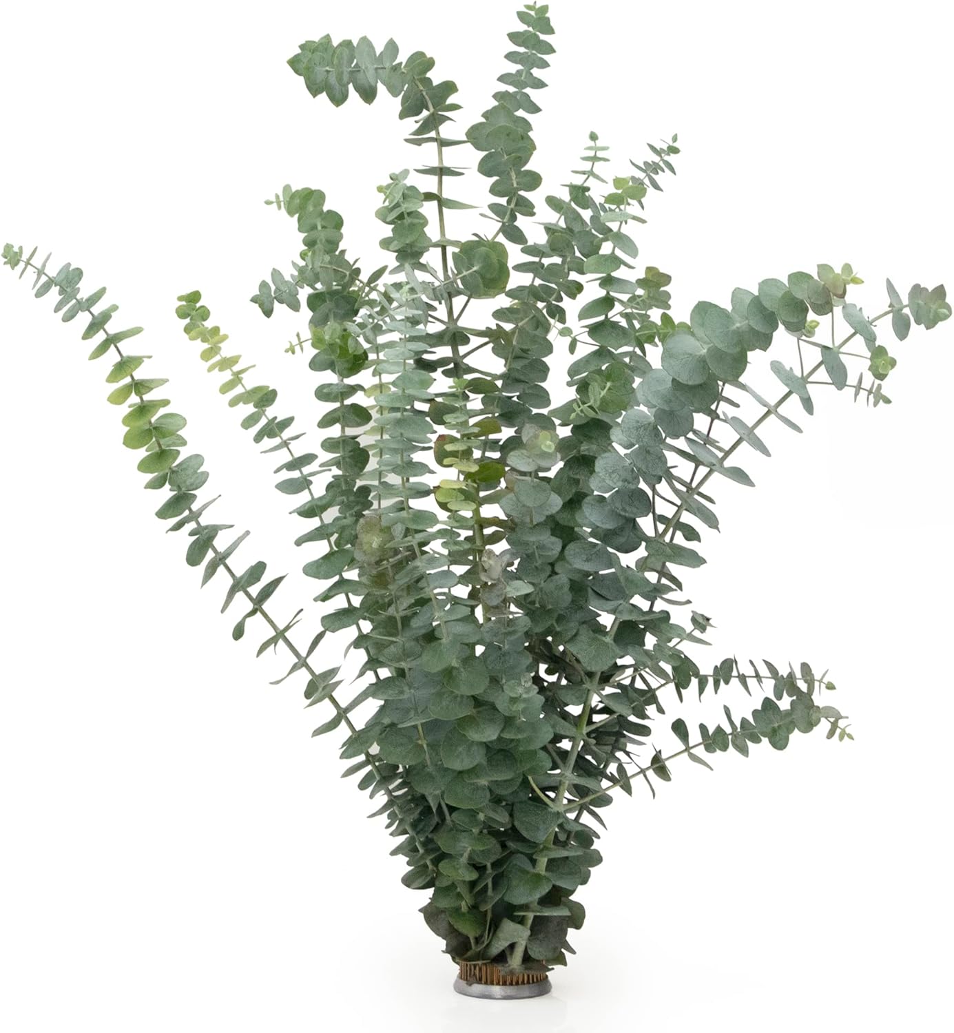 Fresh Baby Eucalyptus