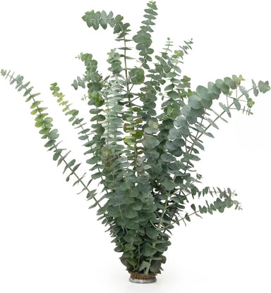 Fresh Baby Eucalyptus