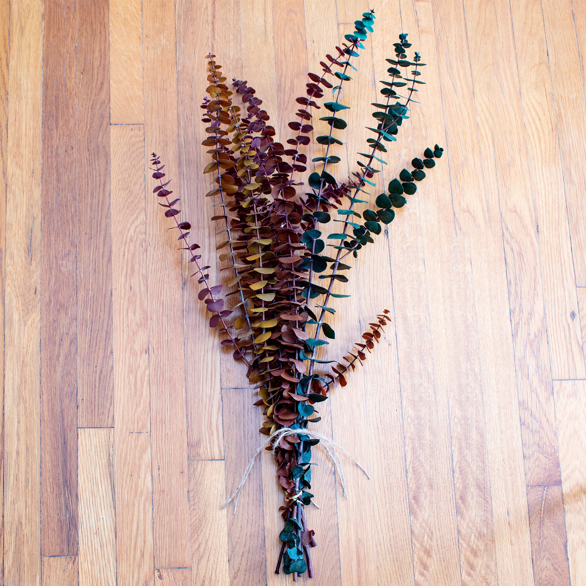 Preserved Washed Baby Eucalyptus 1lb Bundle