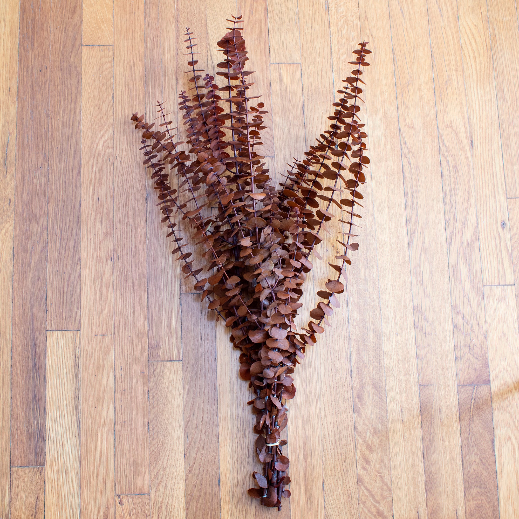 Preserved Washed Baby Eucalyptus 1lb Bundle