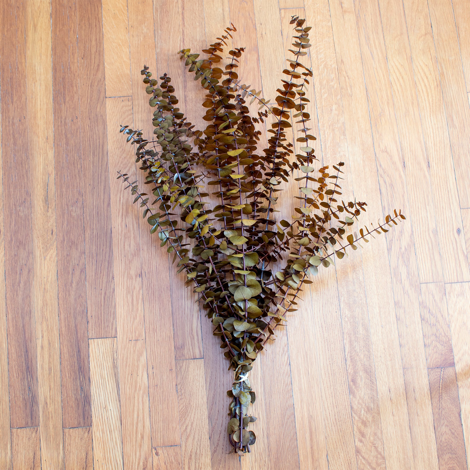 Preserved Washed Baby Eucalyptus 1lb Bundle
