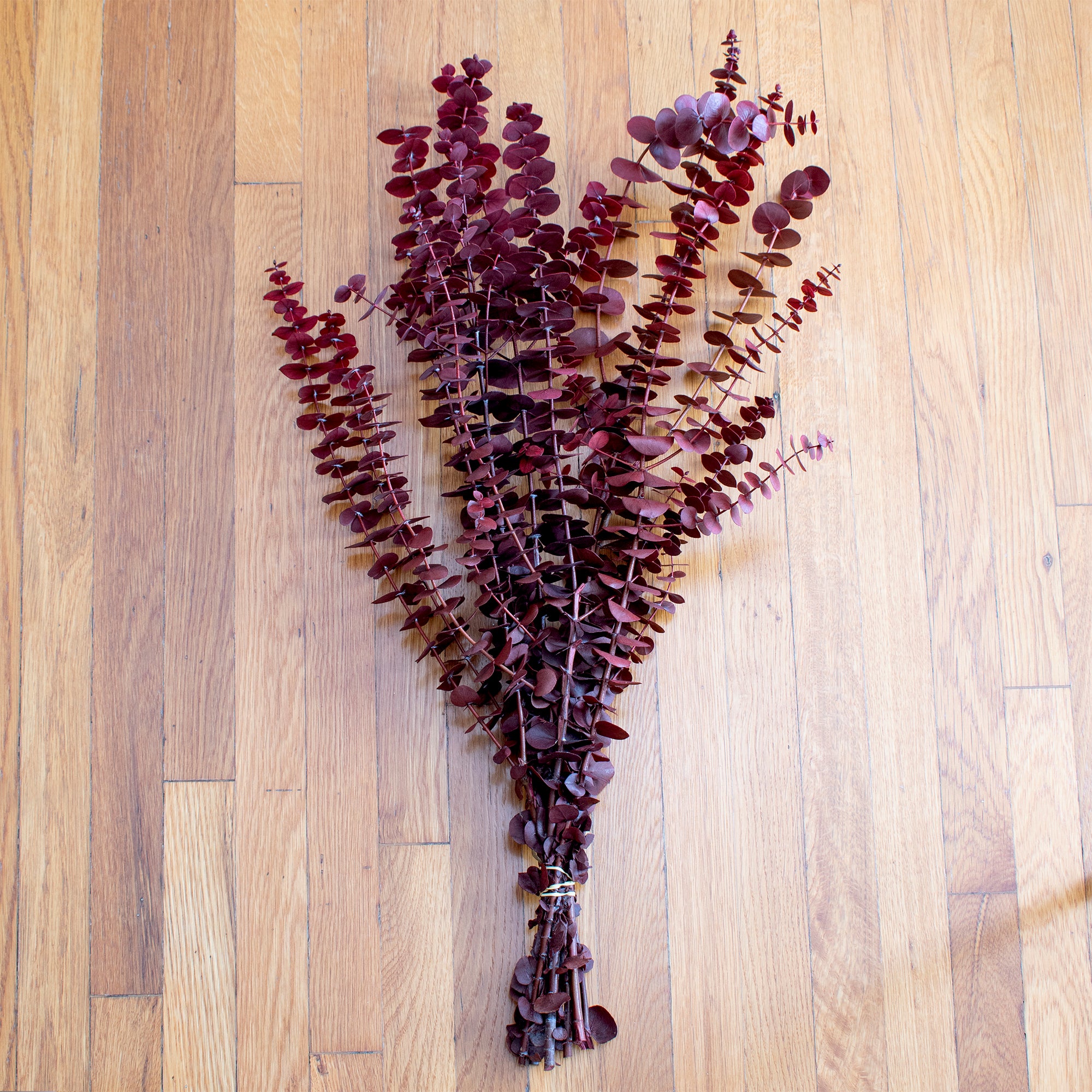 Preserved Washed Baby Eucalyptus 1lb Bundle