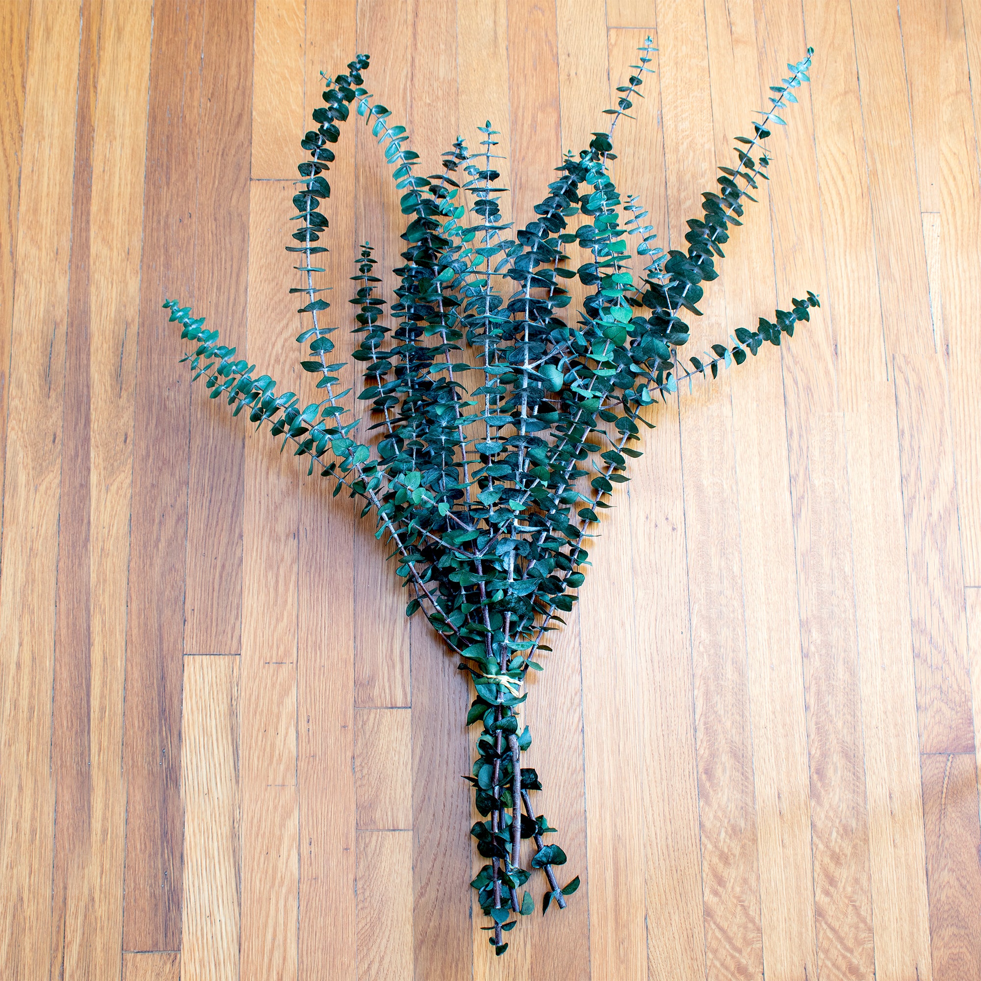Preserved Washed Baby Eucalyptus 1lb Bundle