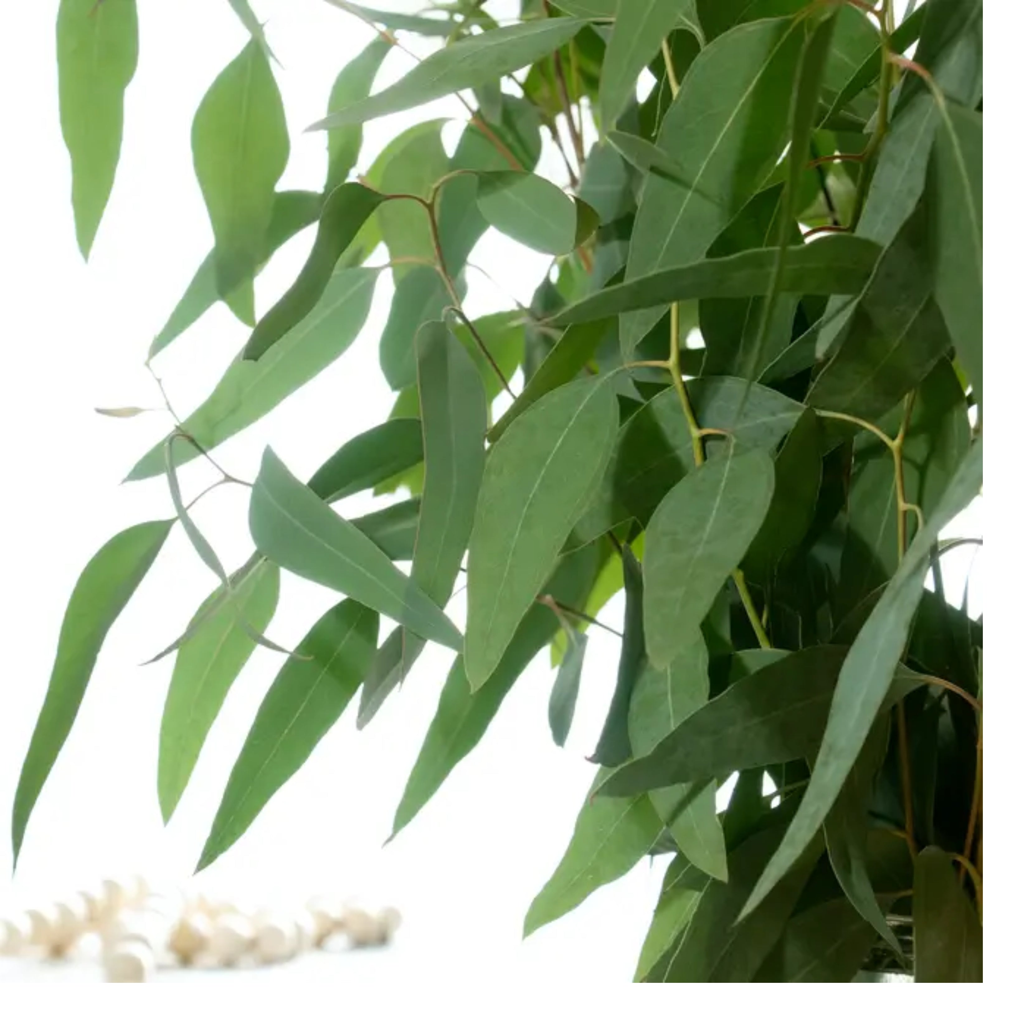 Fresh Willow Eucalyptus Bunch 12 Stems