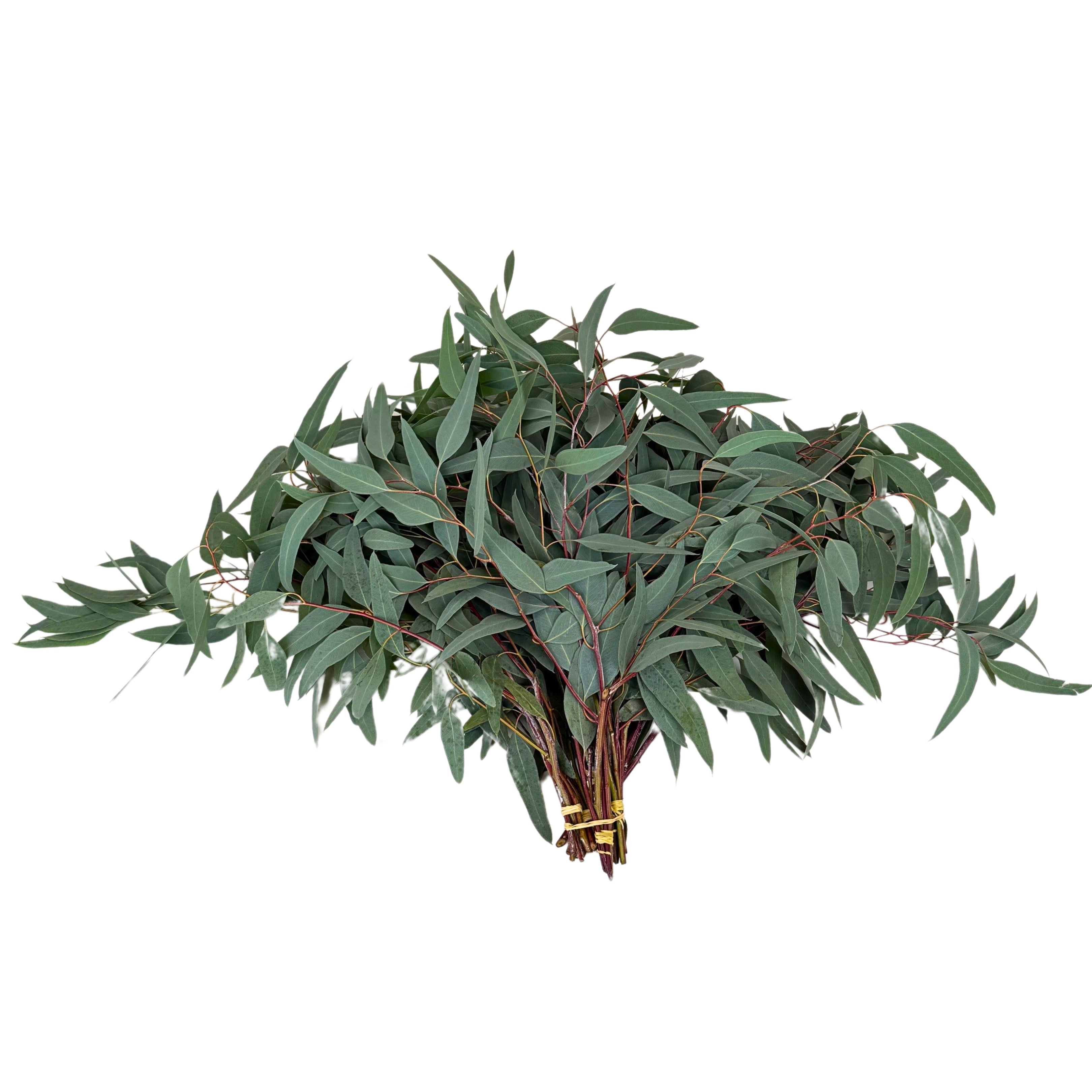 Willow Eucalyptus Wholesale 3 Bunches (12 Stems)