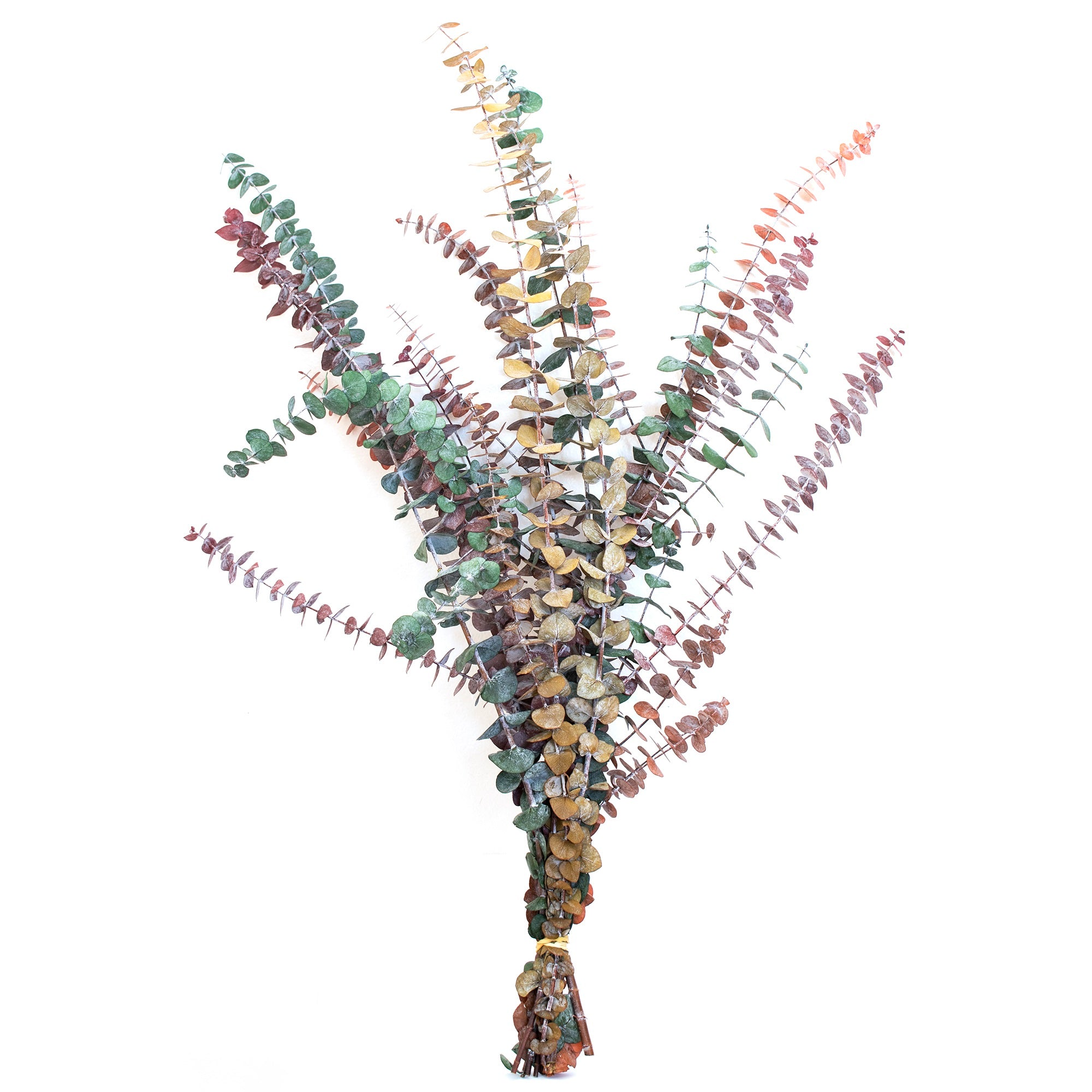 multi colored preserved eucalyptus bundle against white backdrop