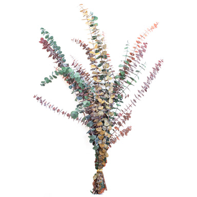 multi colored preserved eucalyptus bundle against white backdrop