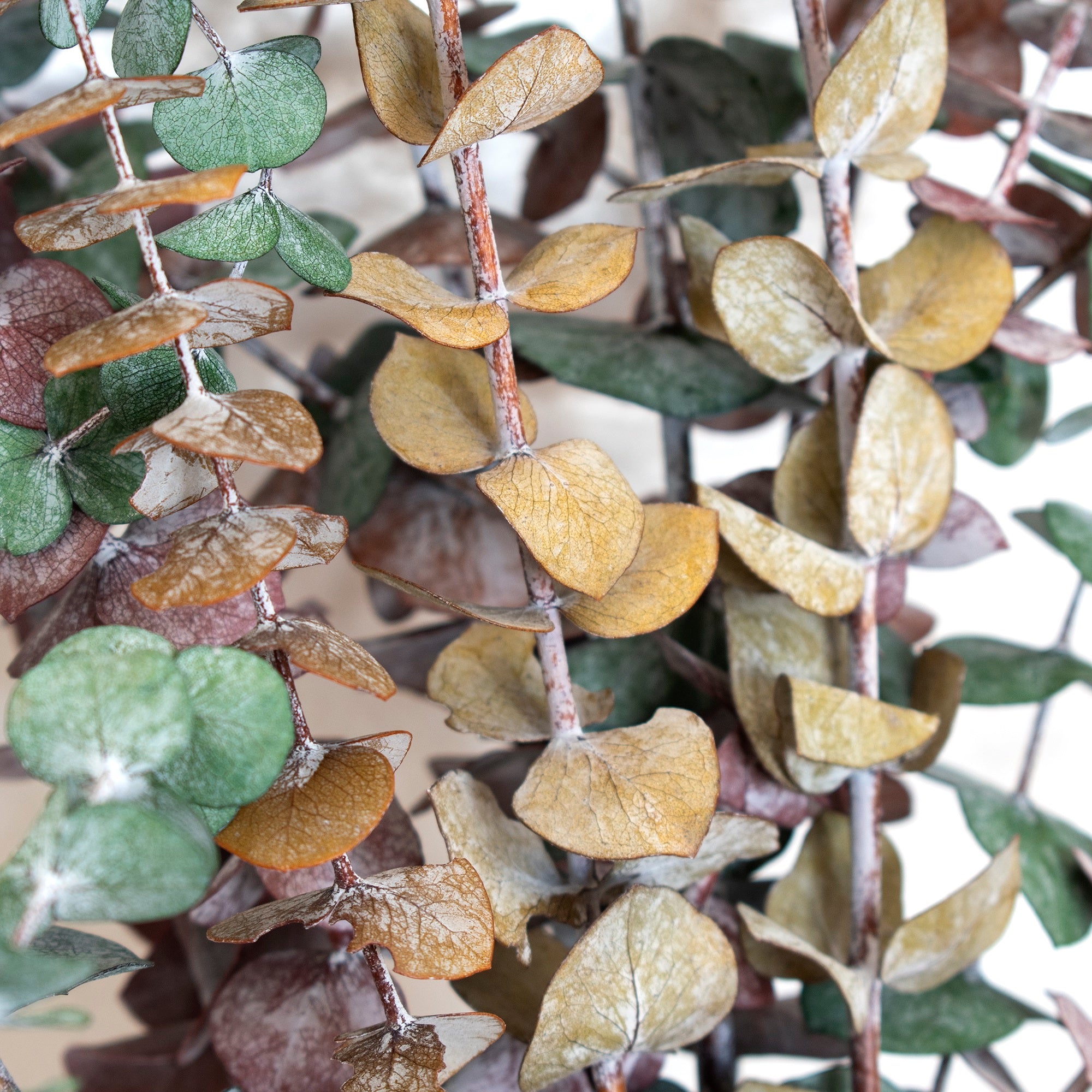 multi colored preserved eucalyptus bundle close up