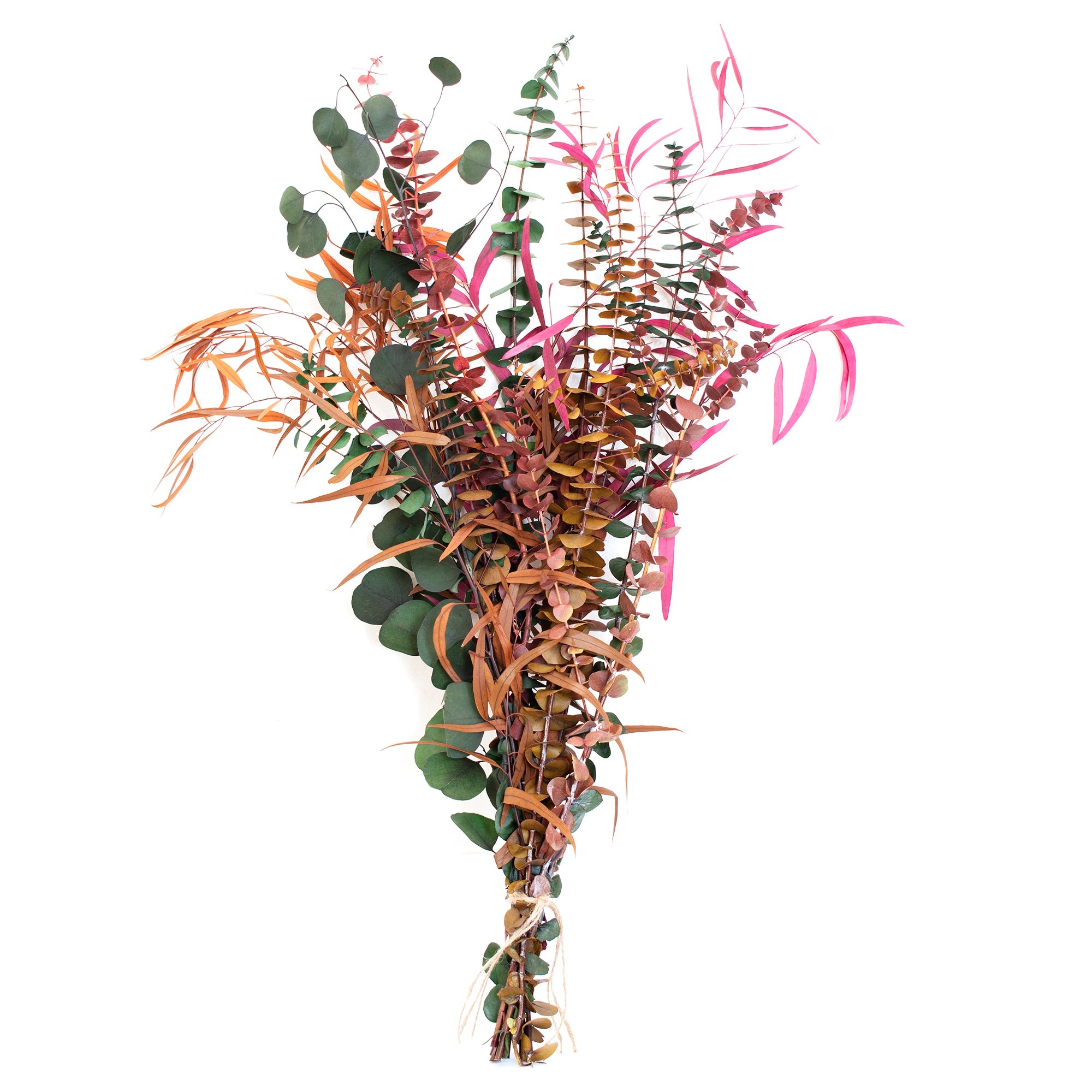 multi colored preserved eucalyptus bundle against white backdrop