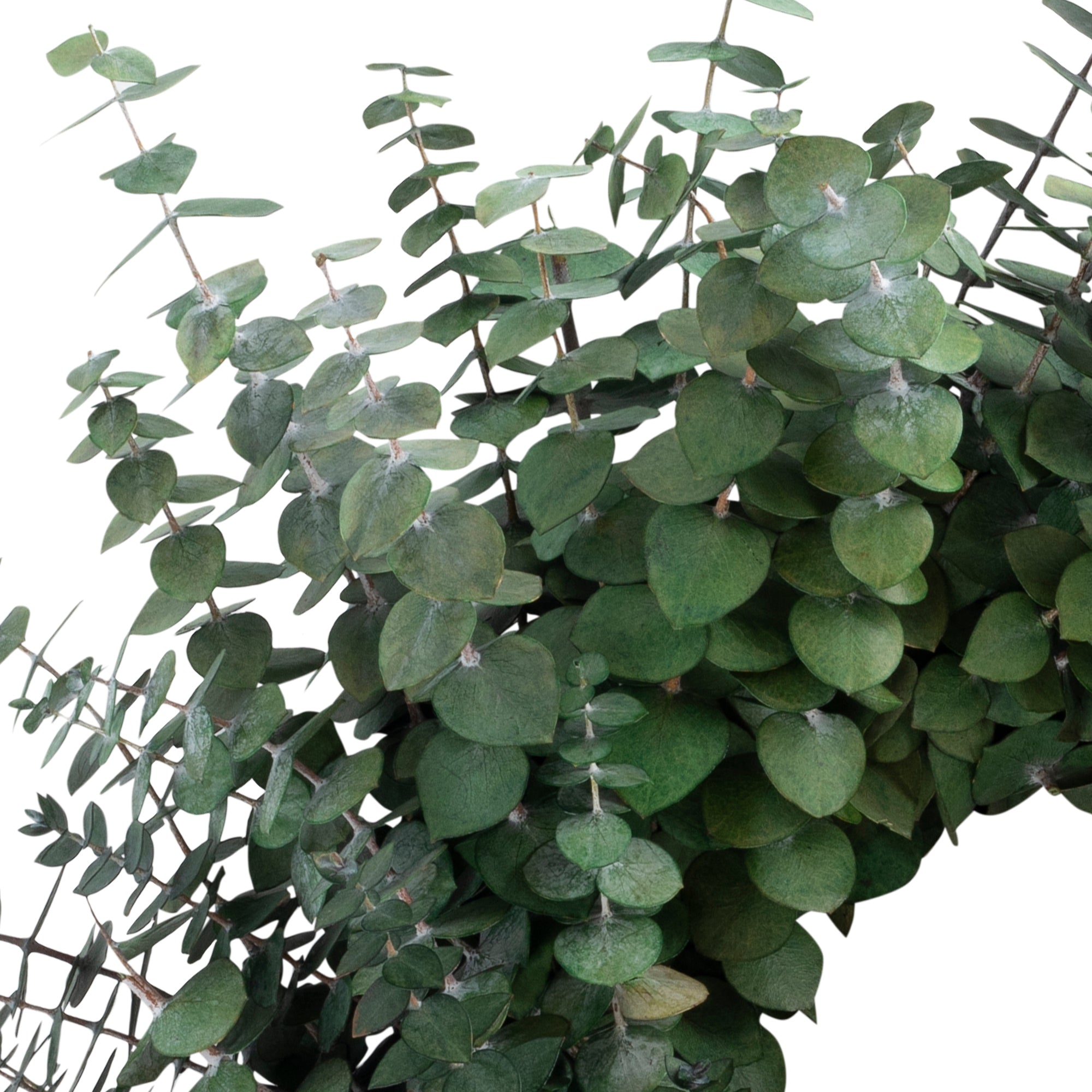 green preserved eucalyptus wreath against white background