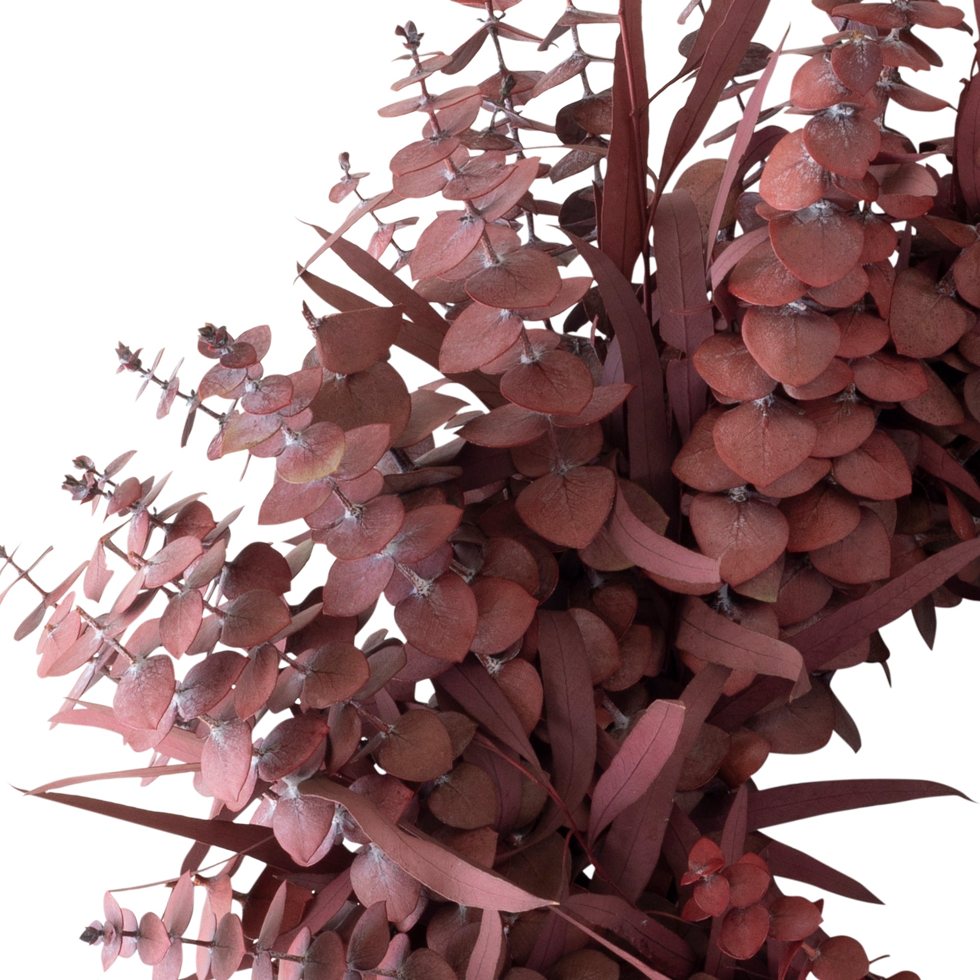 red preserved eucalyptus wreath against white background