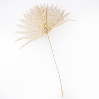 bleached sun palms against white background