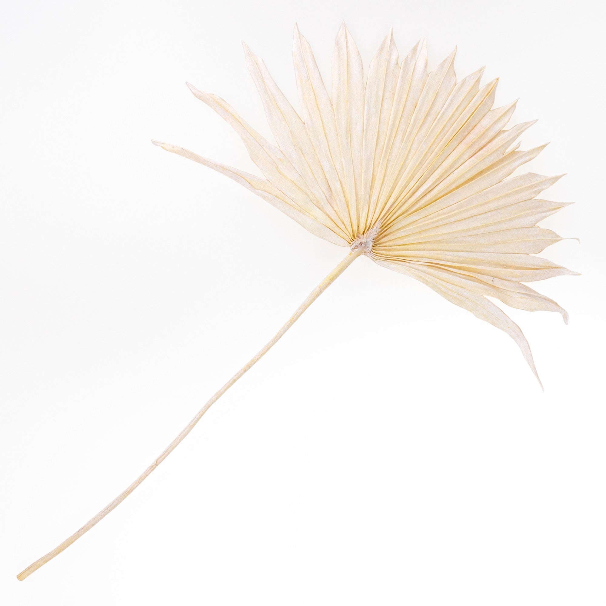 bleached sun palms against white background