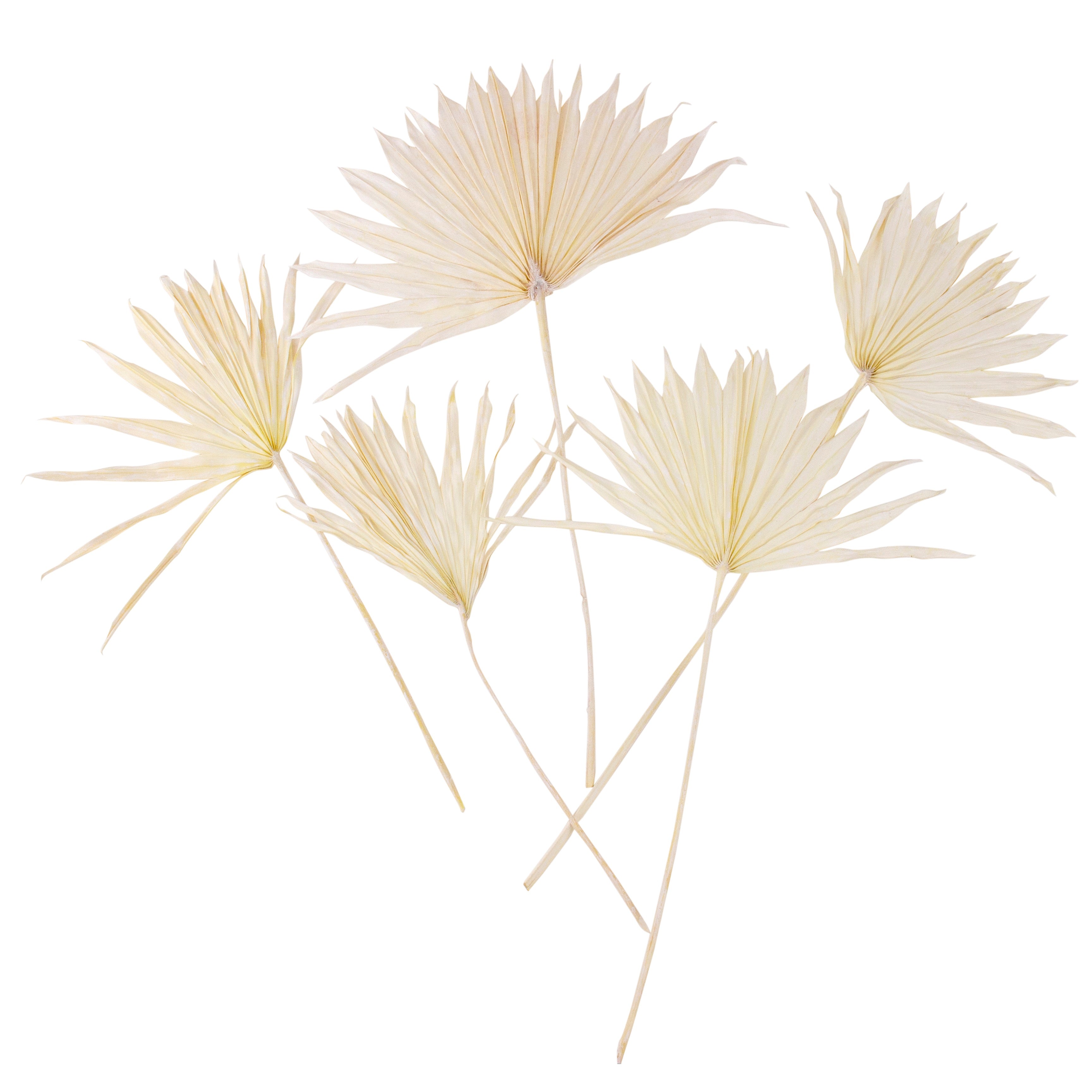 bleached sun palms against white background