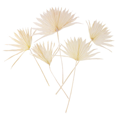 bleached sun palms against white background