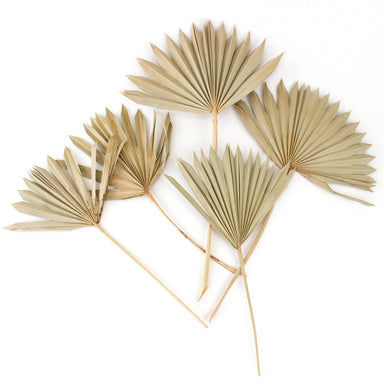 natural sun palms against white background