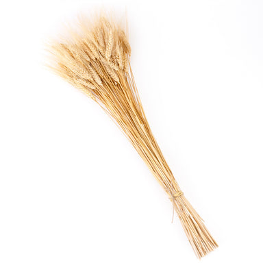 dried blonde wheat against white background