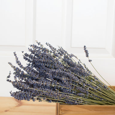 dried lavender bundle against white background