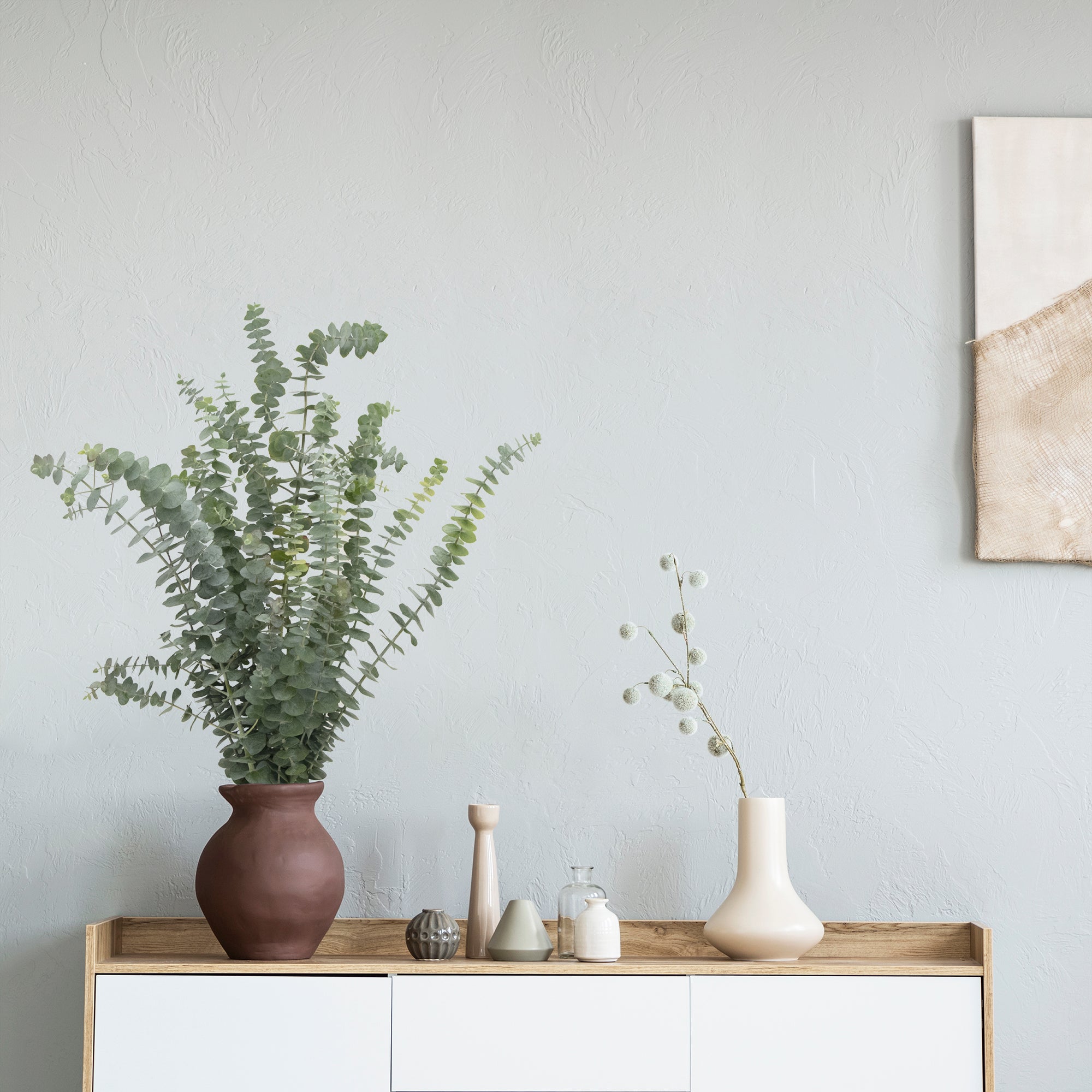 Fresh Cut Baby Eucalyptus Bunch 12 Stems