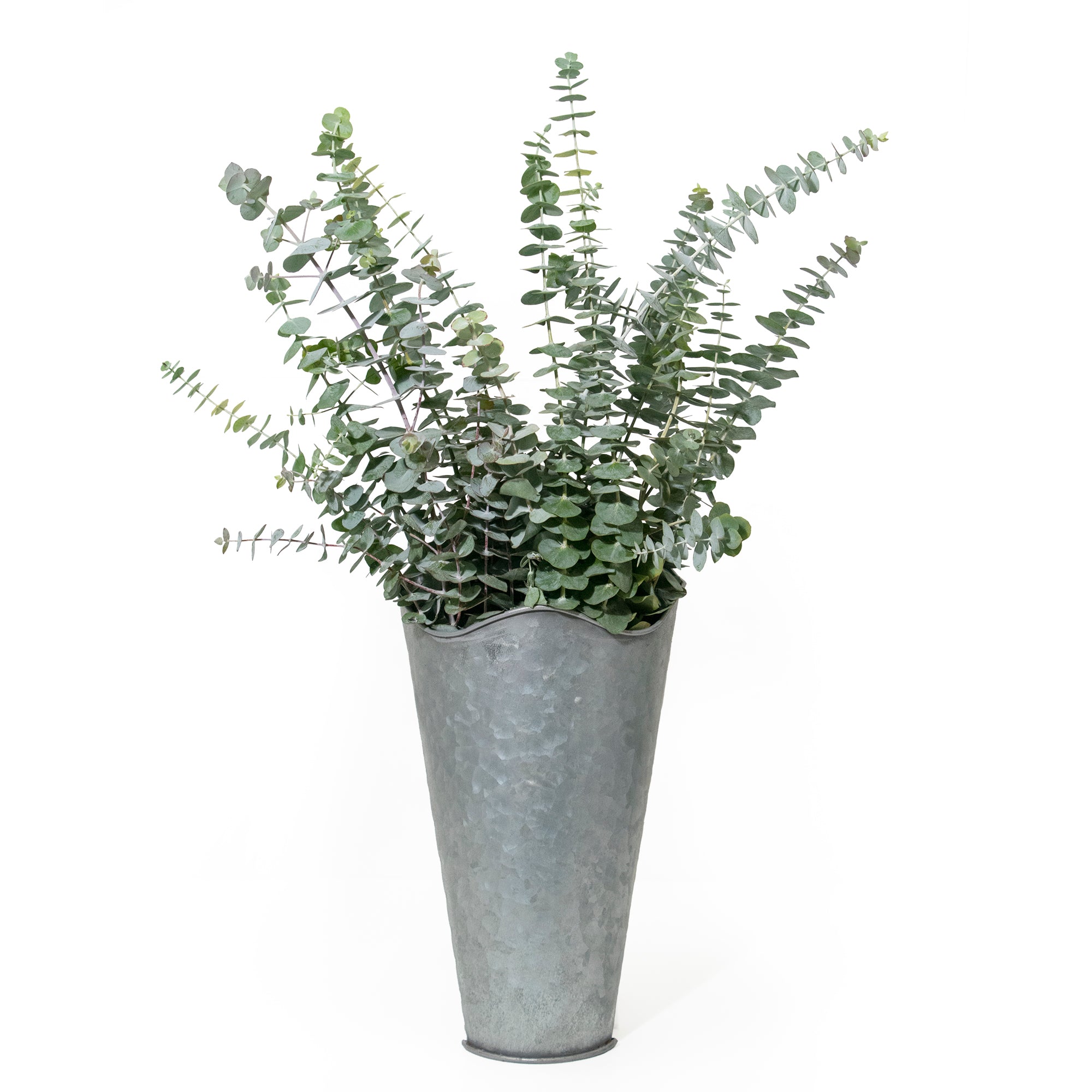 fresh baby eucalyptus bundle against white background in a tin