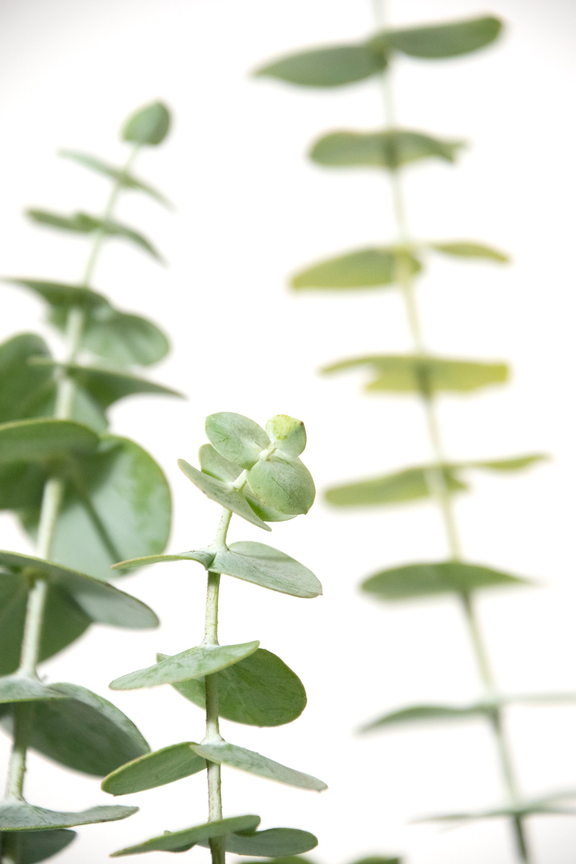 fresh baby eucalyptus bundle against white background