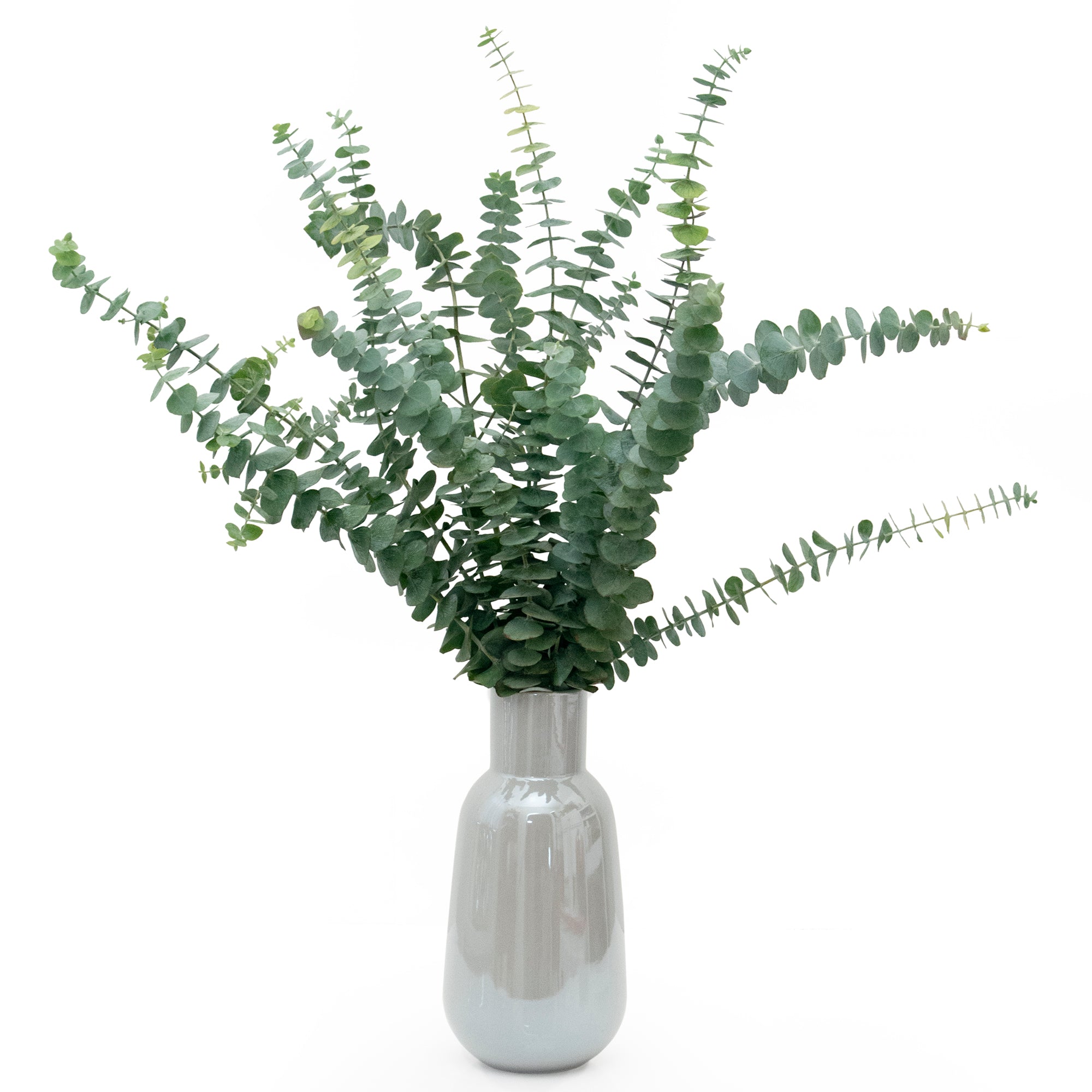 fresh baby eucalyptus bundle against white background in a vase