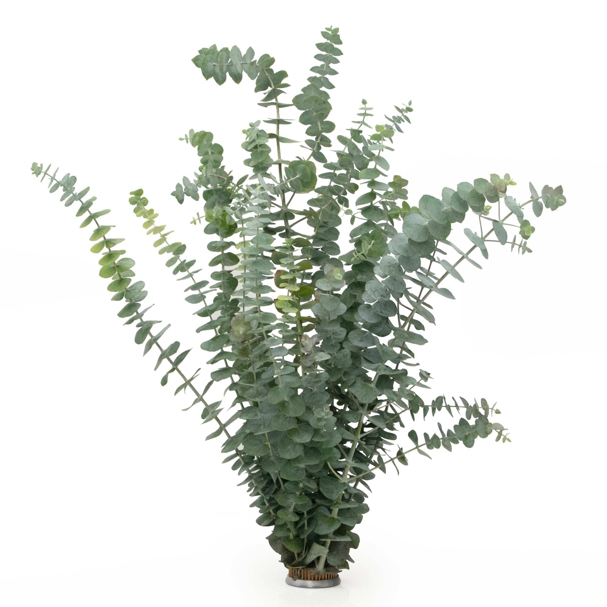 fresh baby eucalyptus bundle against white background