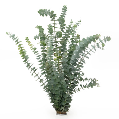 fresh baby eucalyptus bundle against white background