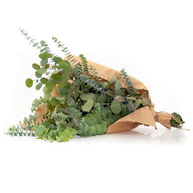 fresh baby and silver dollar eucalyptus bundle against white background
