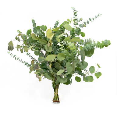 fresh baby and silver dollar eucalyptus bundle against white background