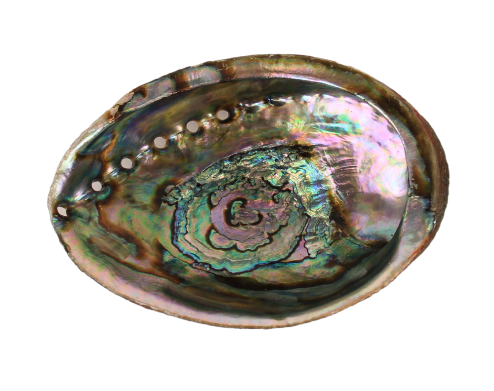 iridescent abalone shell against white background