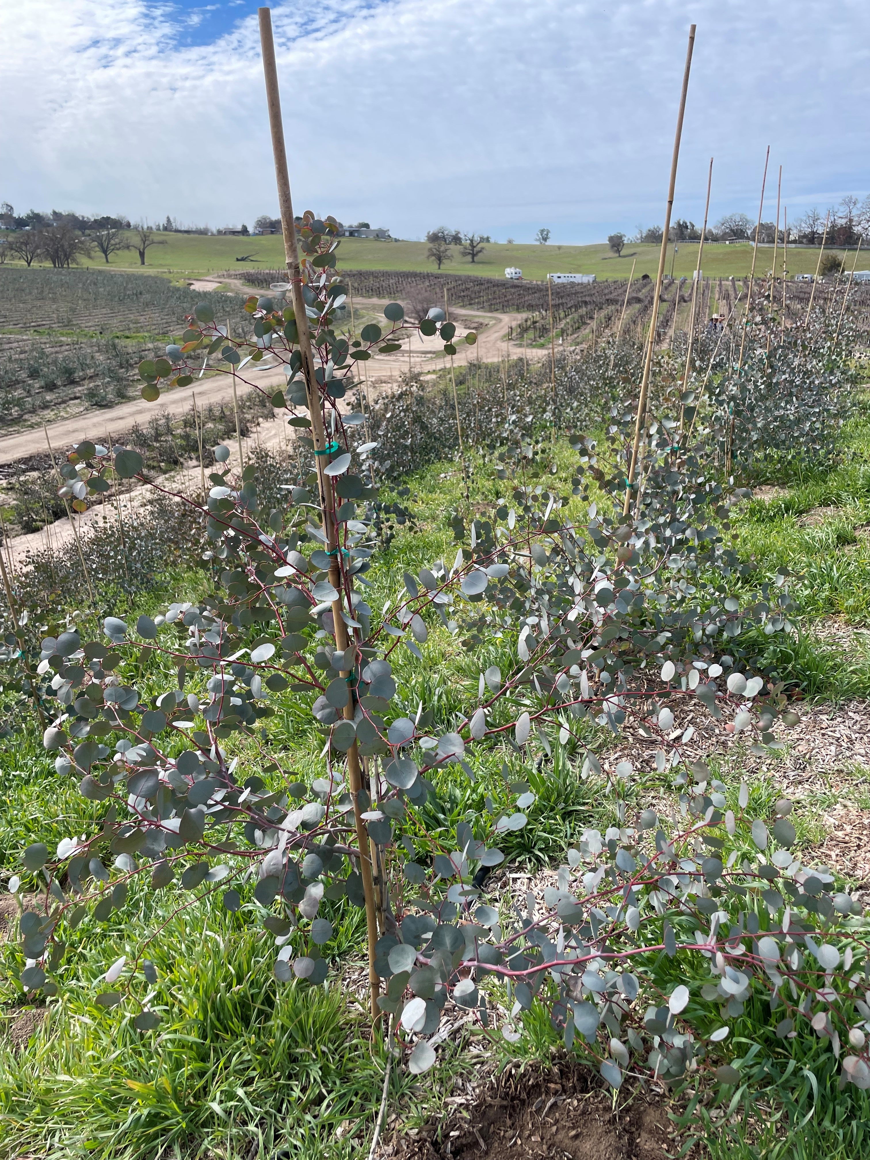 eucalyptus farm fields