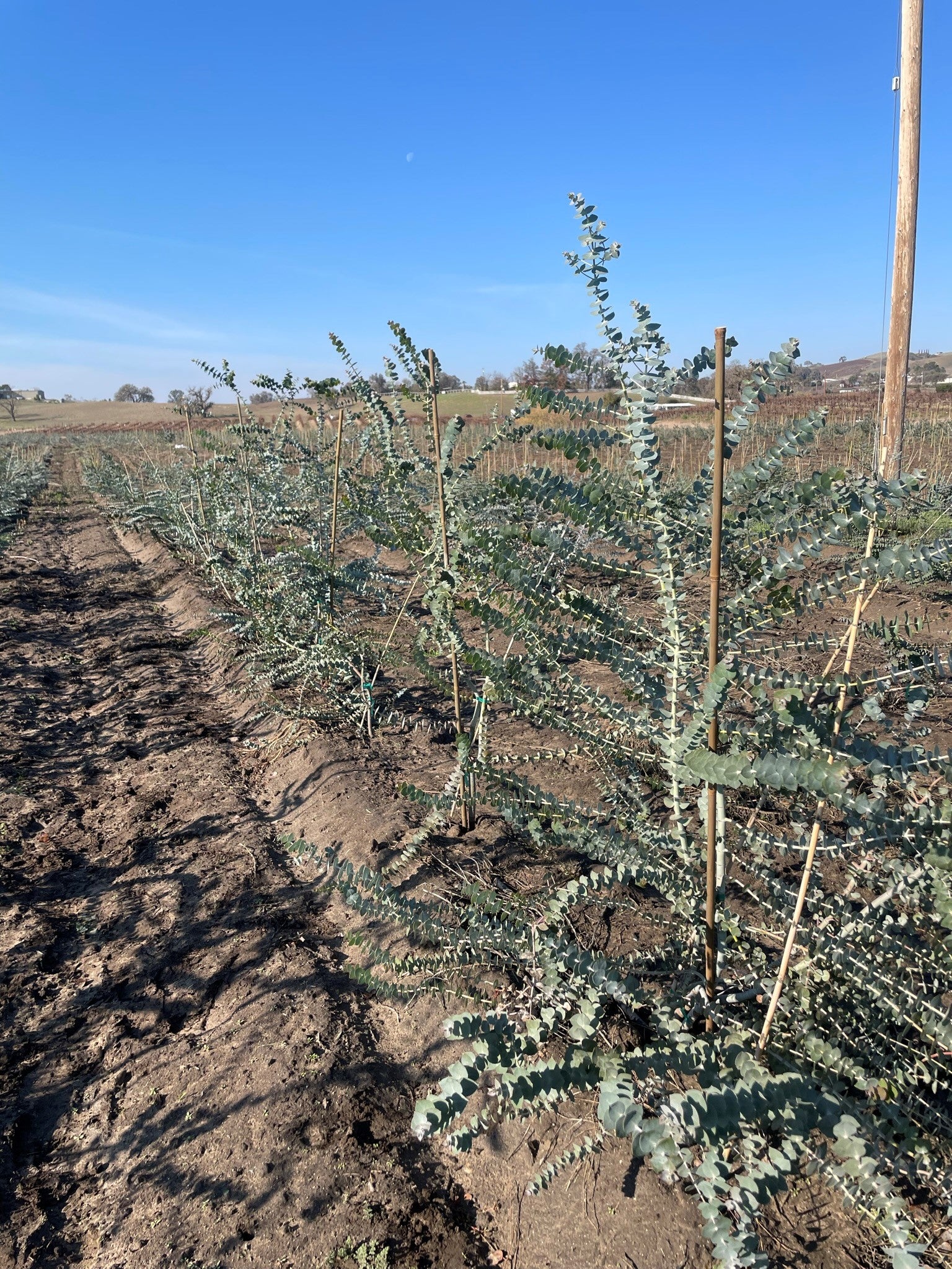 fresh baby eucalyptus farm fields