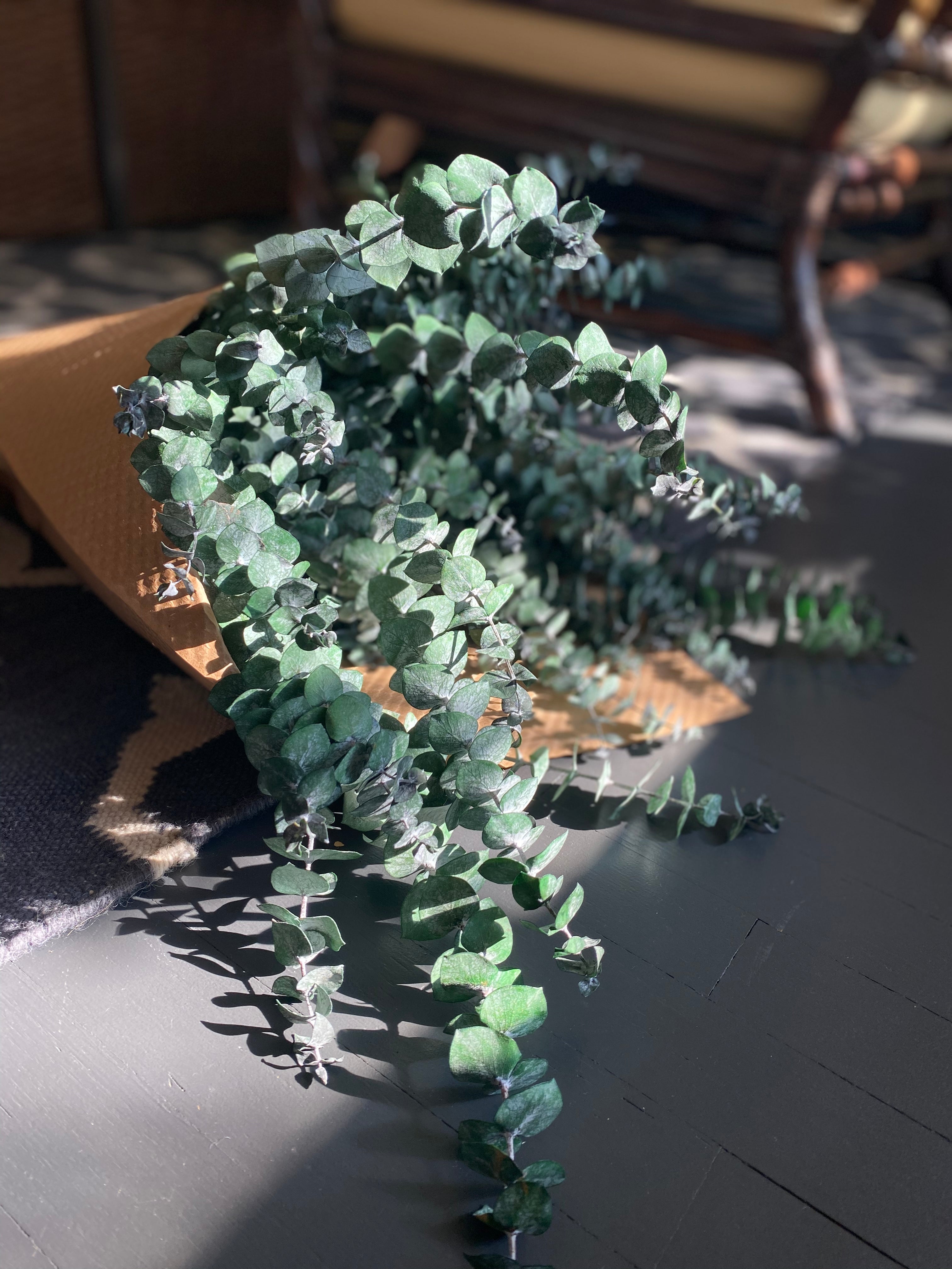 green preserved eucalyptus bundle against rug backdrop