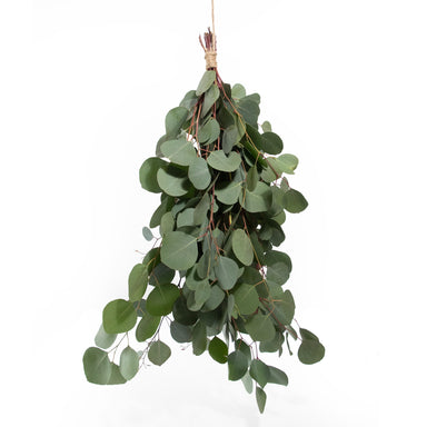 silver dollar eucalyptus bundle against white background