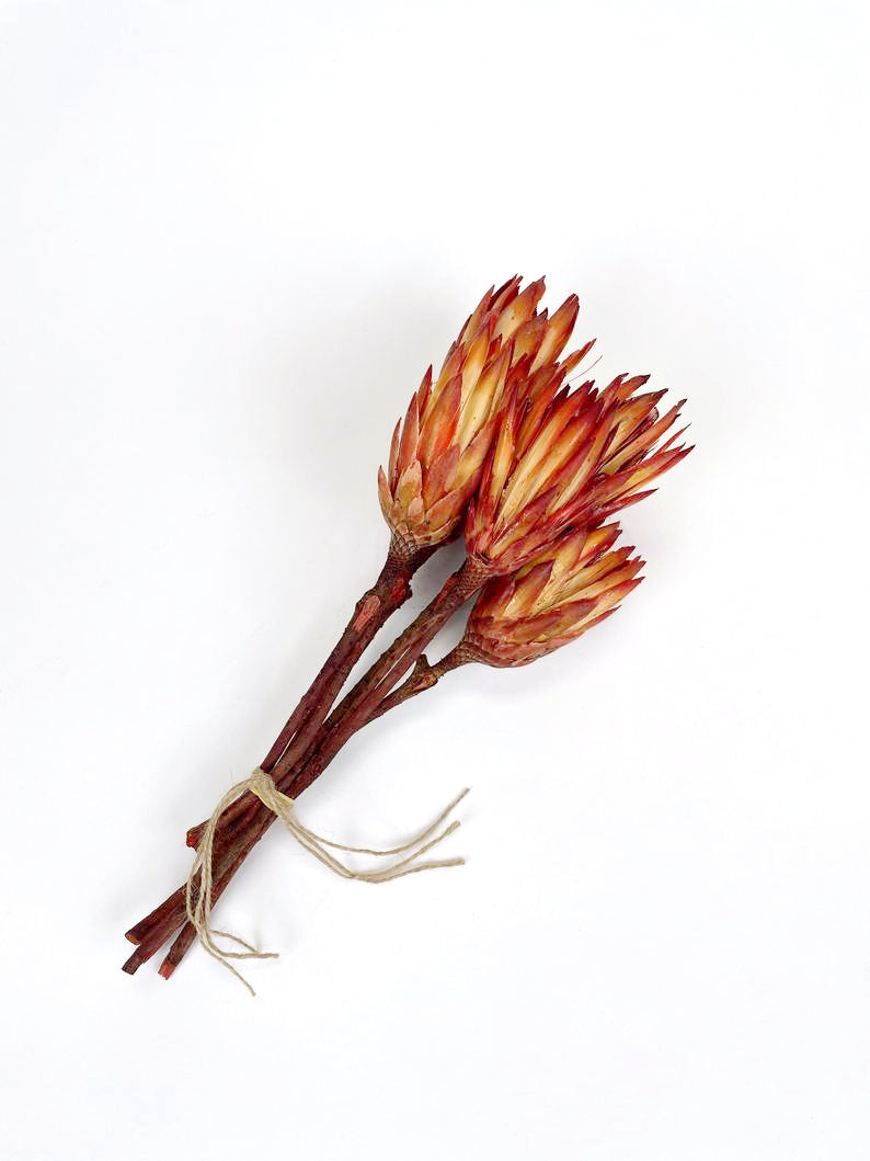 red dried protea bundle against white background