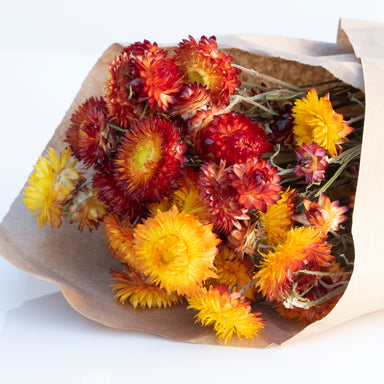 blonde orange strawflower bundle against white background close up