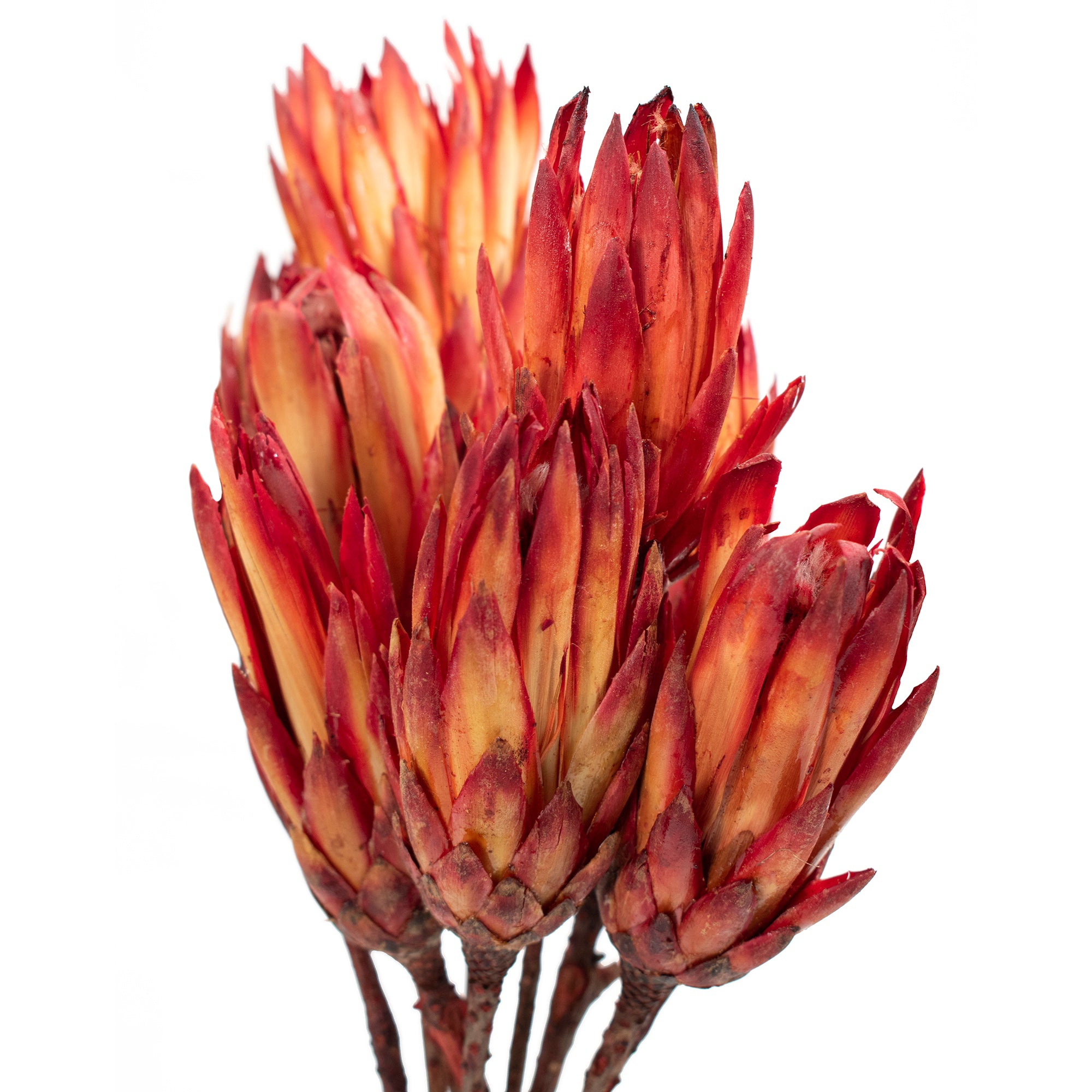 Dried Protea Stems