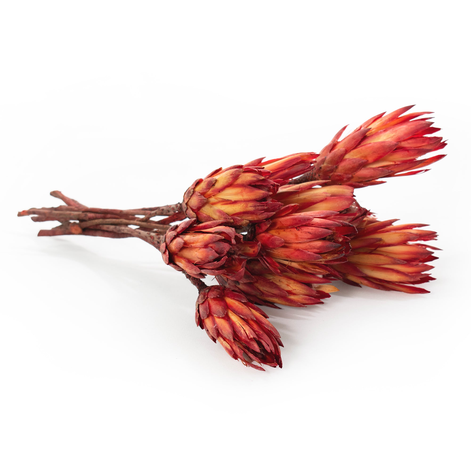 Dried Protea Stems