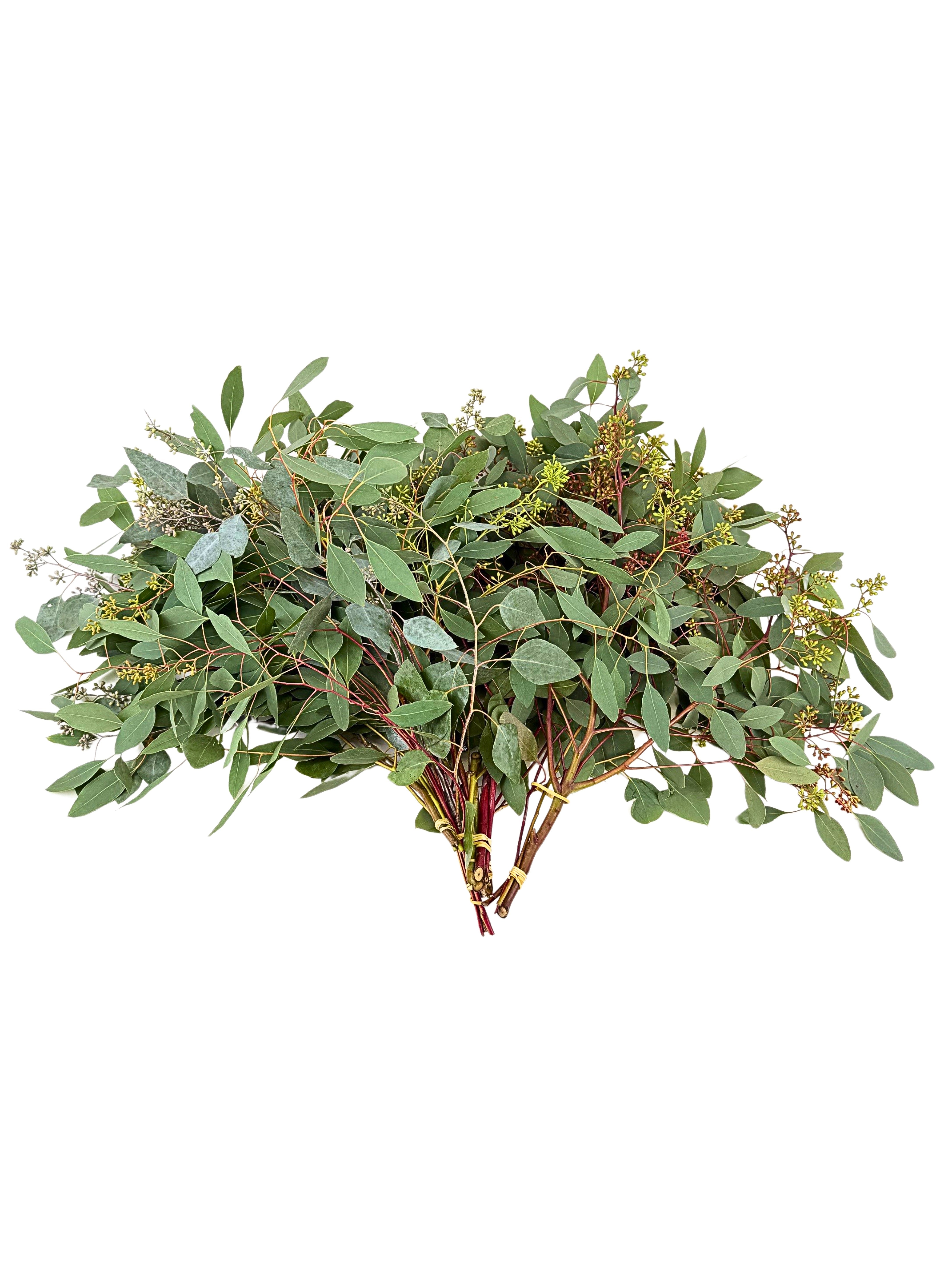 Fresh Seeded Eucalyptus 6 Bunches
