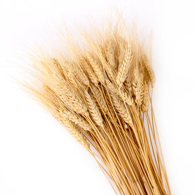 dried blonde wheat against white background