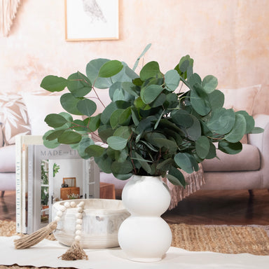 silver dollar eucalyptus bundle against white background in a vase