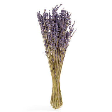dried lavender bundle against white background