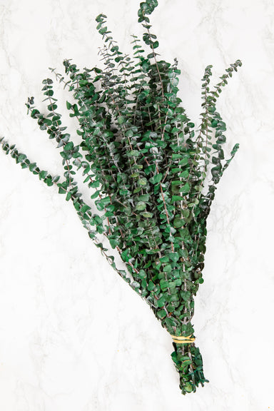 green preserved eucalyptus bundle against white background