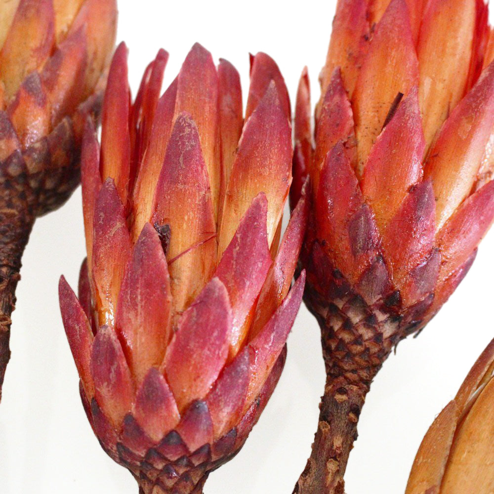 Dried Protea Magnifica Stems – houseoflilac