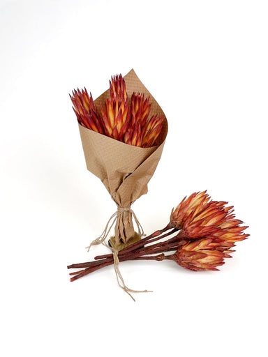 red dried protea bundle against white background